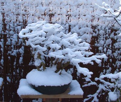 Caring for Bonsai during the Winter